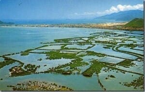 Pic_02_giao-su-tran-dinh-quan-tran-dai-tang 1962_A