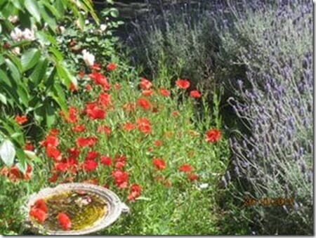 clip_image002_thumb1