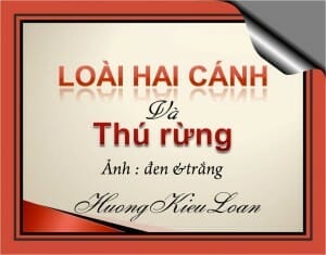 den trang