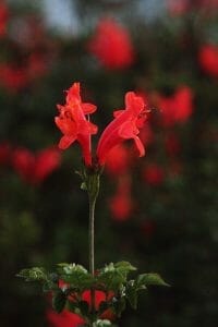 IMG_3713 copy