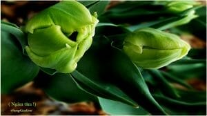 F=10==P1580145 - Copy