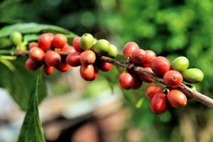 wscafe-green-coffee-red-berries