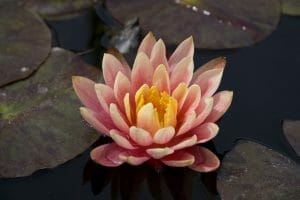 _MG_8073