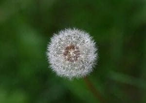 Picture of Nguyễn thị Cỏ May